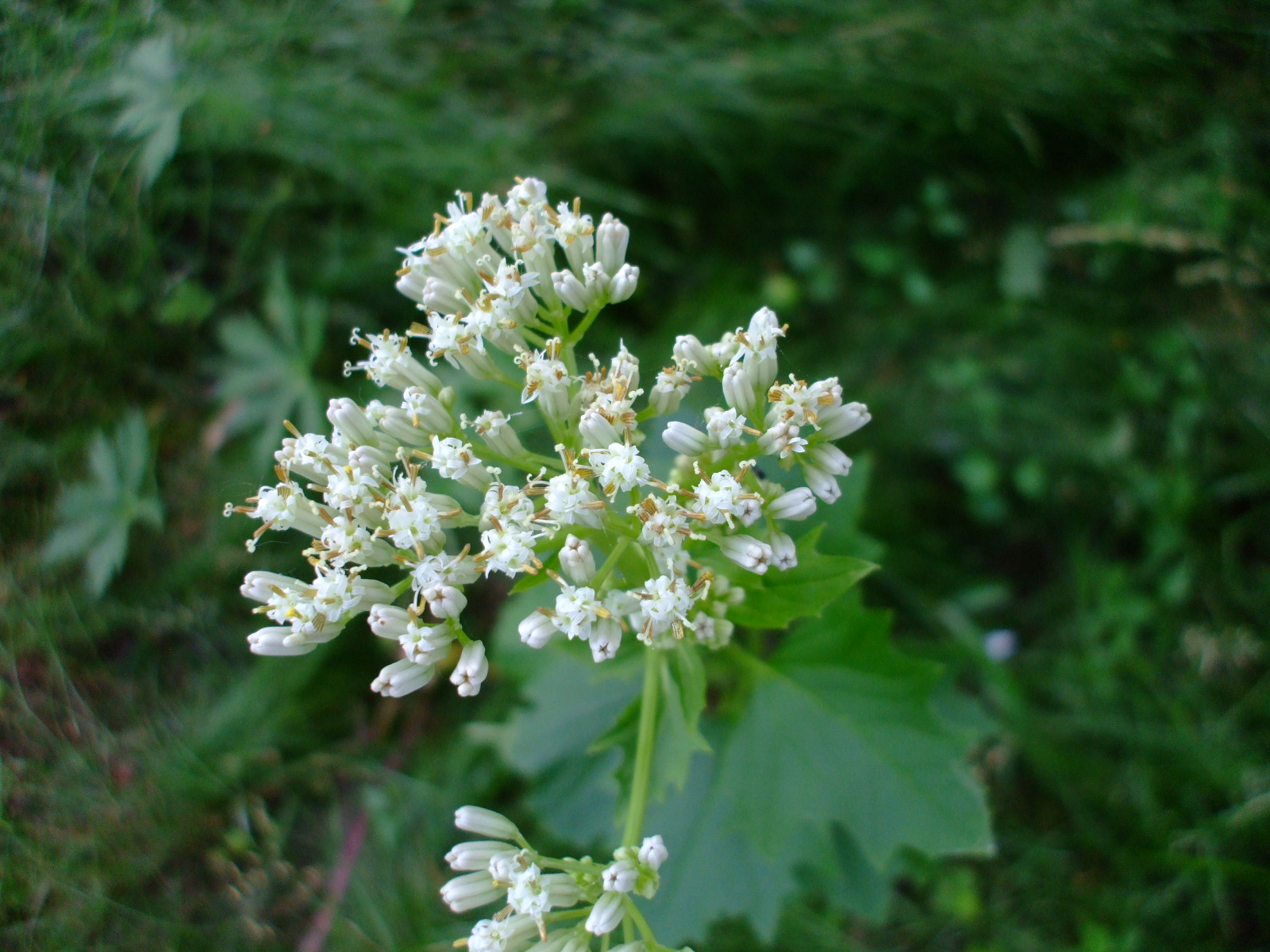 Cacalia muehlenbergii